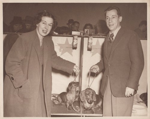 Bassotti esposizione canina - esposizione,